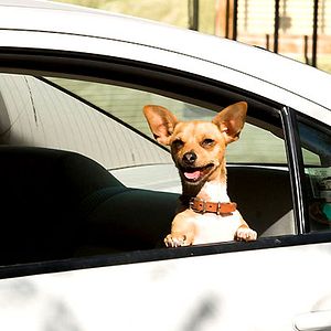 Photo Le Chihuahua de Beverly Hills