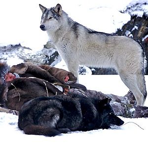 Photo Loup
