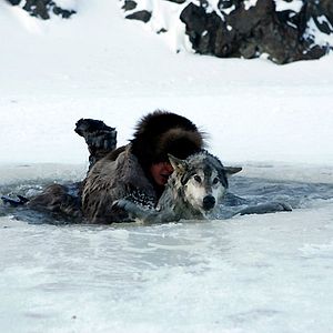 Photo Loup