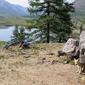 Photo Loup