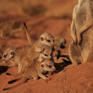 Photo La Famille Suricate