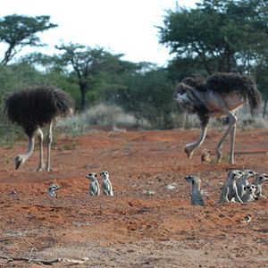 Photo La Famille Suricate