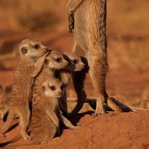 Photo La Famille Suricate