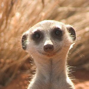 Photo La Famille Suricate