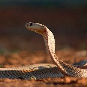 Photo La Famille Suricate