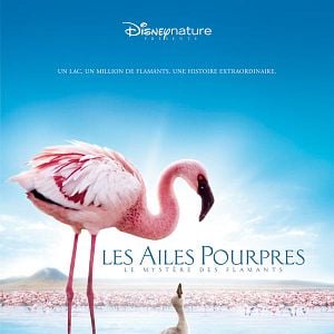 Photo Les Ailes pourpres : le mystère des flamants