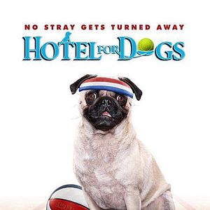 Photo Palace pour chiens