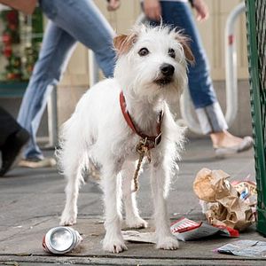 Photo Palace pour chiens