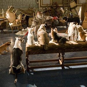 Photo Palace pour chiens