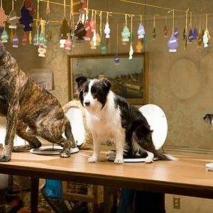 Photo Palace pour chiens