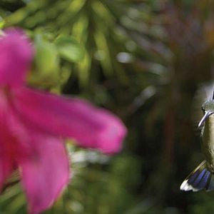 Photo Louie Schwartzberg