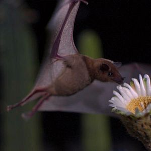 Photo Louie Schwartzberg