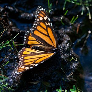 Photo Louie Schwartzberg