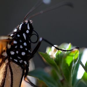 Photo Louie Schwartzberg