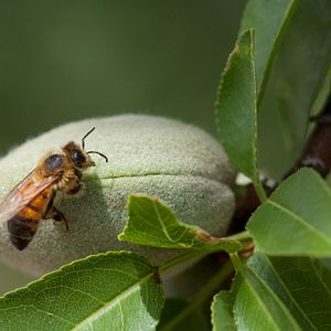 Photo Louie Schwartzberg