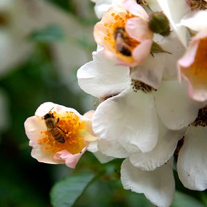 Photo Louie Schwartzberg