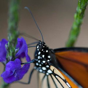 Photo Louie Schwartzberg