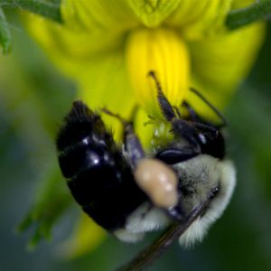 Photo Louie Schwartzberg