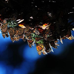 Photo Louie Schwartzberg