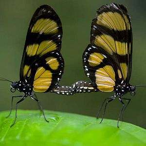 Photo Louie Schwartzberg