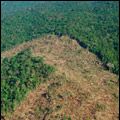 Photo Amazonia Grilada
