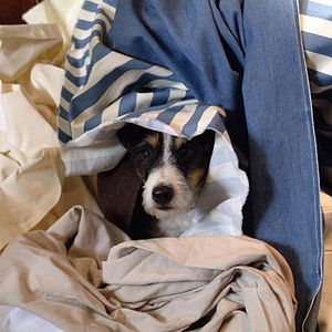 Photo Sacré Charlie