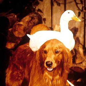 Photo La Cane aux oeufs d'or