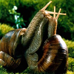 Photo Microcosmos: Le peuple de l'herbe