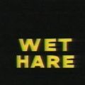 Photo Wet Hare