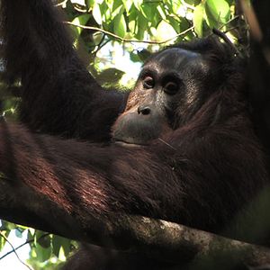 Photo Patrick Rouxel