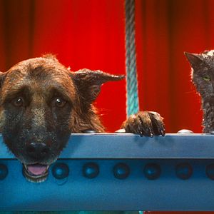 Photo Comme chiens et chats - La Revanche de Kitty Galore