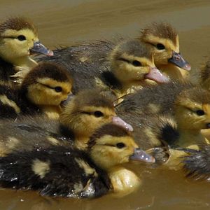 Photo Frédéric Goupil
