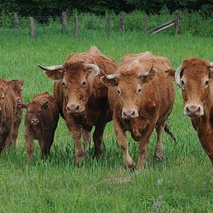 Photo Frédéric Goupil