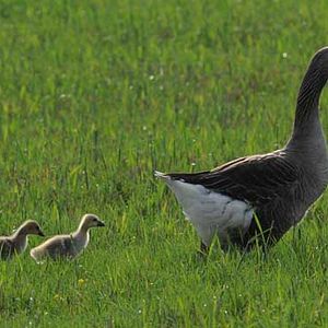 Photo Frédéric Goupil