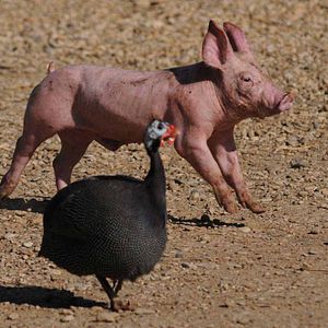 Photo Frédéric Goupil