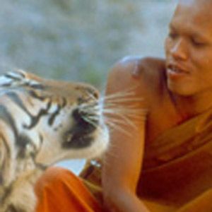Photo Les Petits Bouddhas et les tigres