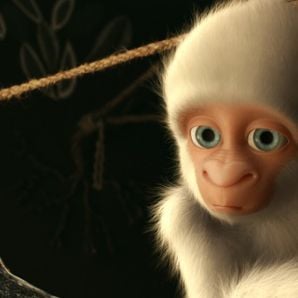 Photo Snowflake, le gorille blanc