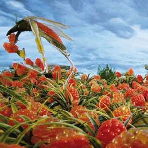 Photo Mi-rouge et le semblant de société symbiotique