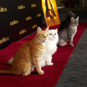 Photo Le Chat Potté