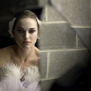 Photo Black Swan