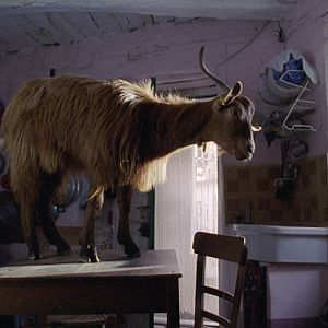 Photo Michelangelo Frammartino