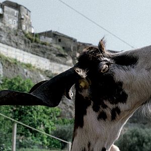 Photo Michelangelo Frammartino