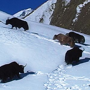 Photo La Traversée du Zanskar