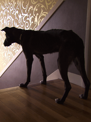 Photo La dame au chien