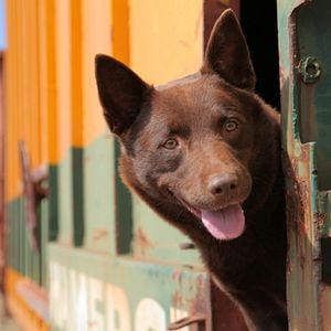 Photo Red Dog