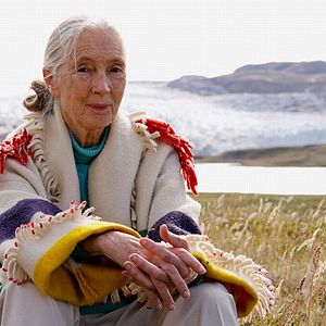 Photo Jane Goodall : retour à Gombe