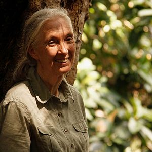 Photo Jane Goodall : retour à Gombe
