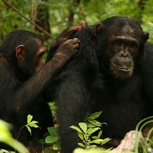 Photo Jane Goodall : retour à Gombe
