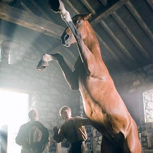 Photo Cheval de guerre