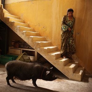 Photo Le cochon de Gaza